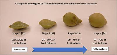 Hydrolysable tannins, physicochemical properties, and antioxidant property of wild-harvested Terminalia ferdinandiana (exell) fruit at different maturity stages